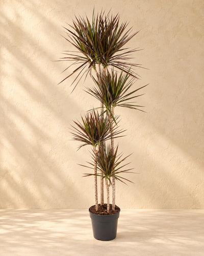 Dracena (Dracaena marginata 'Magenta'), alta 180 cm in vaso di coltivazione da 27 cm