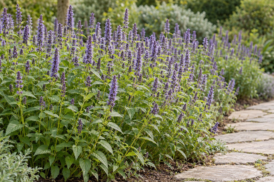 Kłosowiec 'Black Adder' (Agastache)