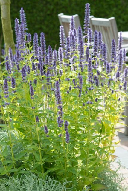 Duftnessel 'Black Adder' im Garten