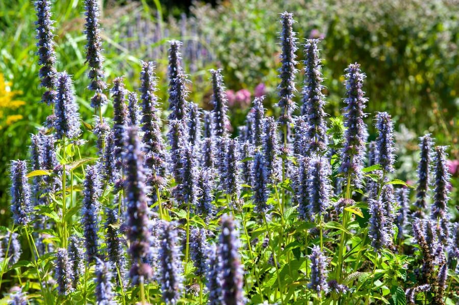 Duftnessel 'Black Adder' im Garten