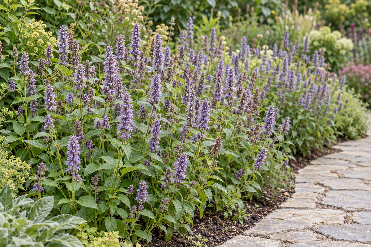 Duftnessel 'Blue Fortune' im Garten gepflanzt
