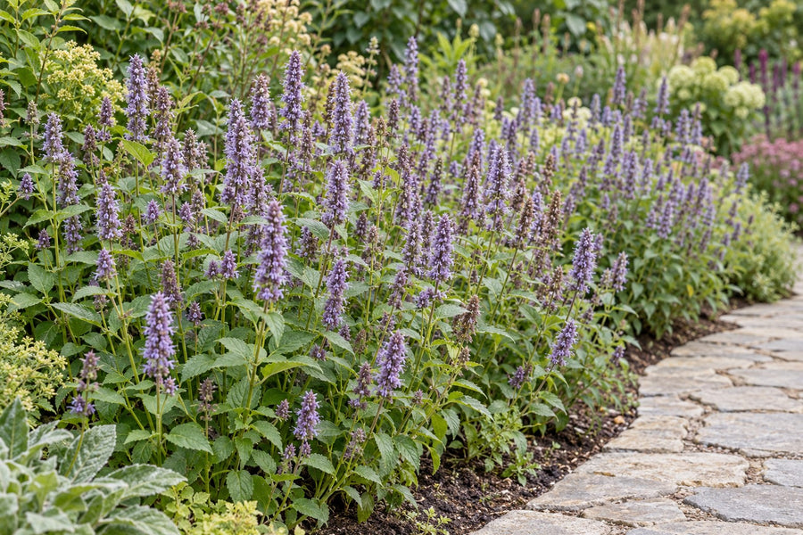 Duftnessel 'Blue Fortune' (Agastache)