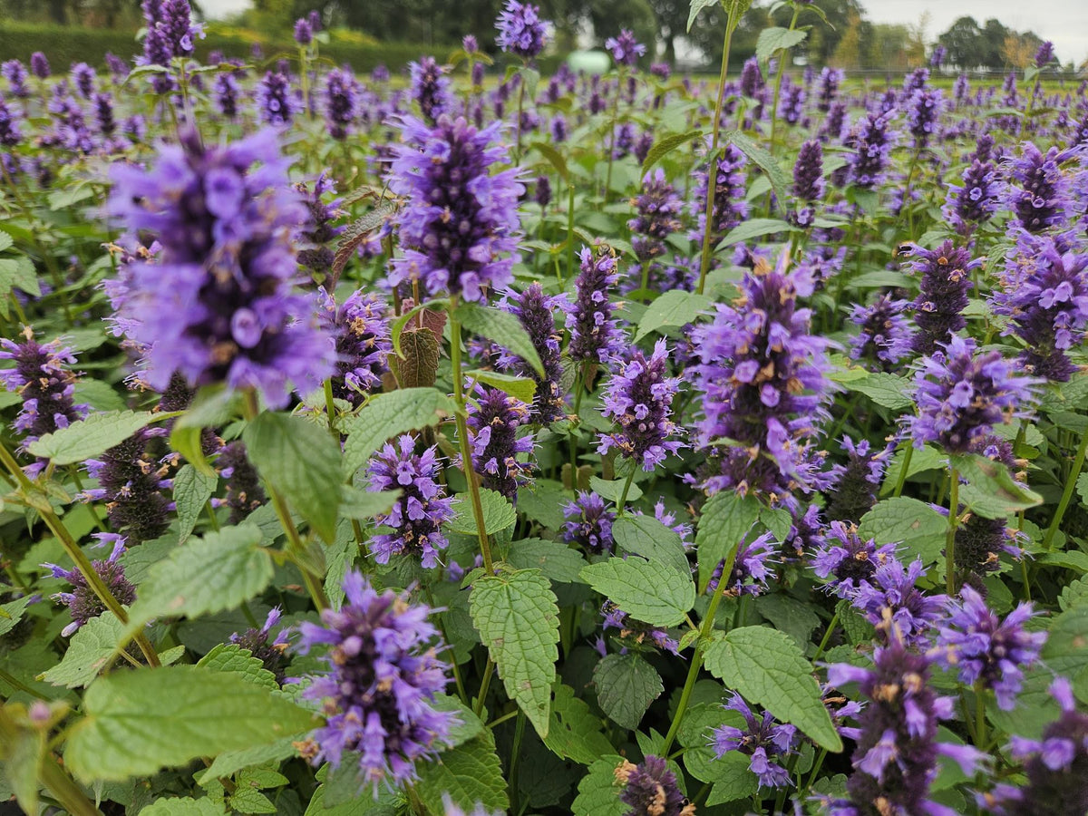 Kłosowiec 'Blue Fortune' w ogrodzie