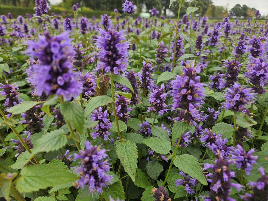 Duftnessel 'Blue Fortune' (Agastache)