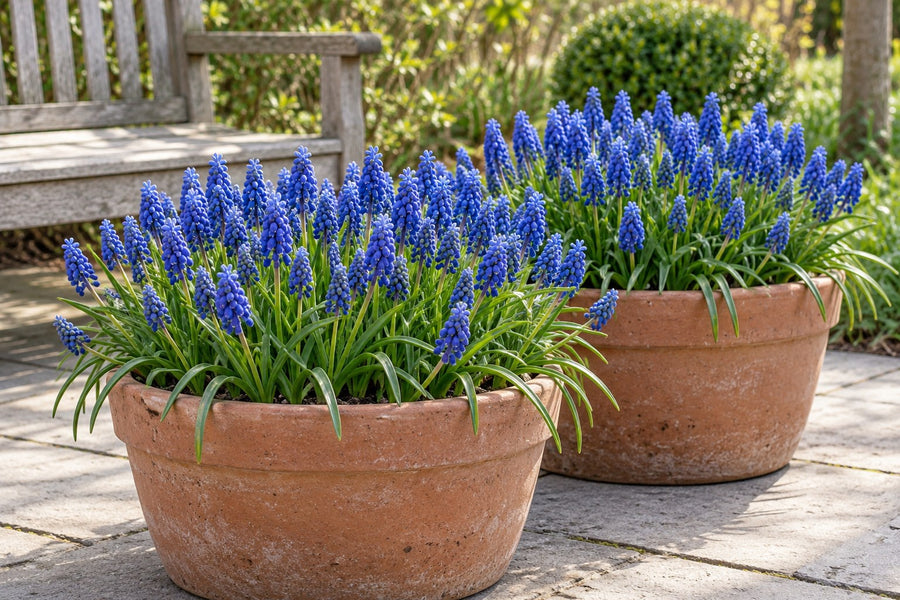 Druifhyacintbollen Armeniacum (Muscari)