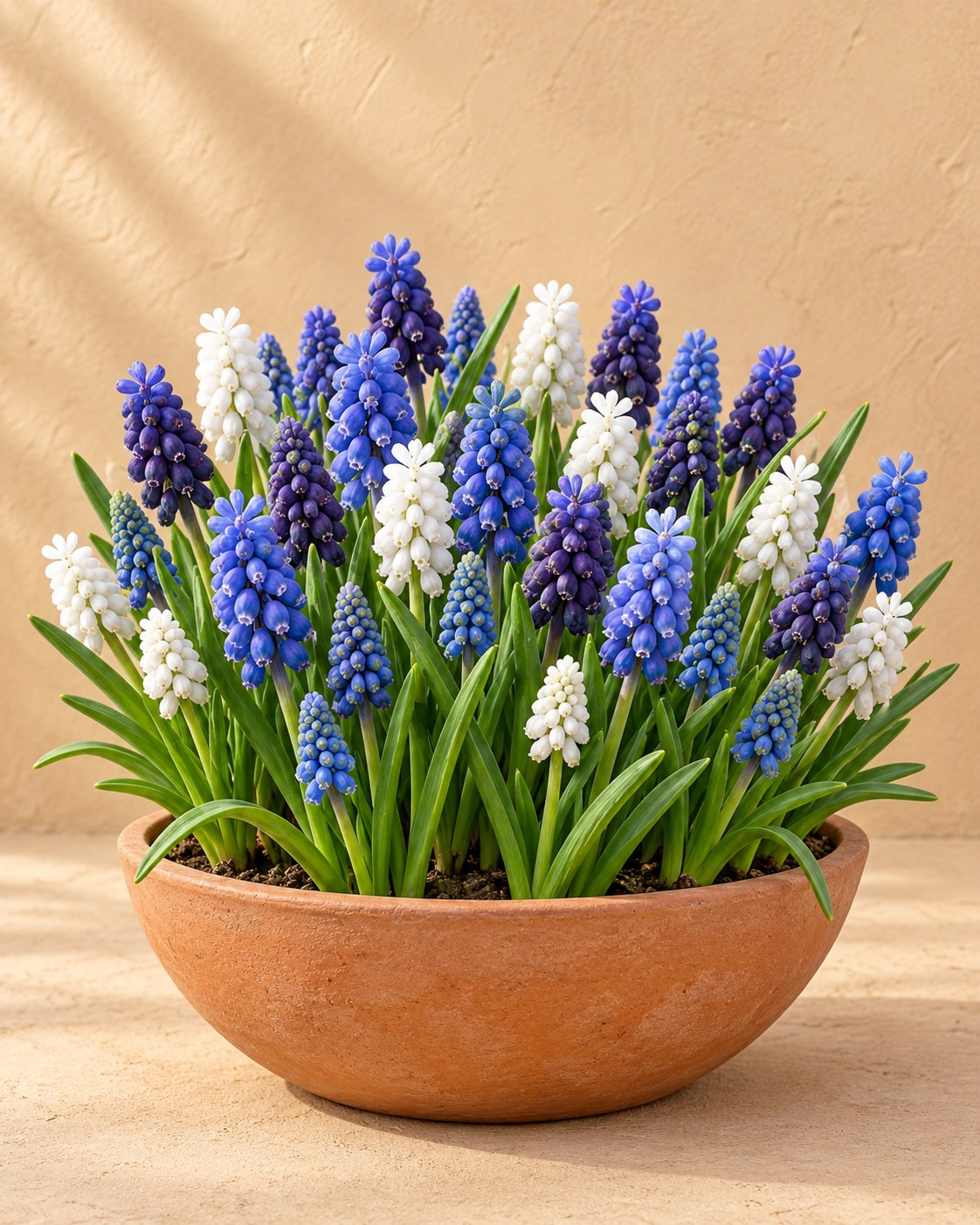 Bulbes de muscari mélange Magic en fleurs dans un vase