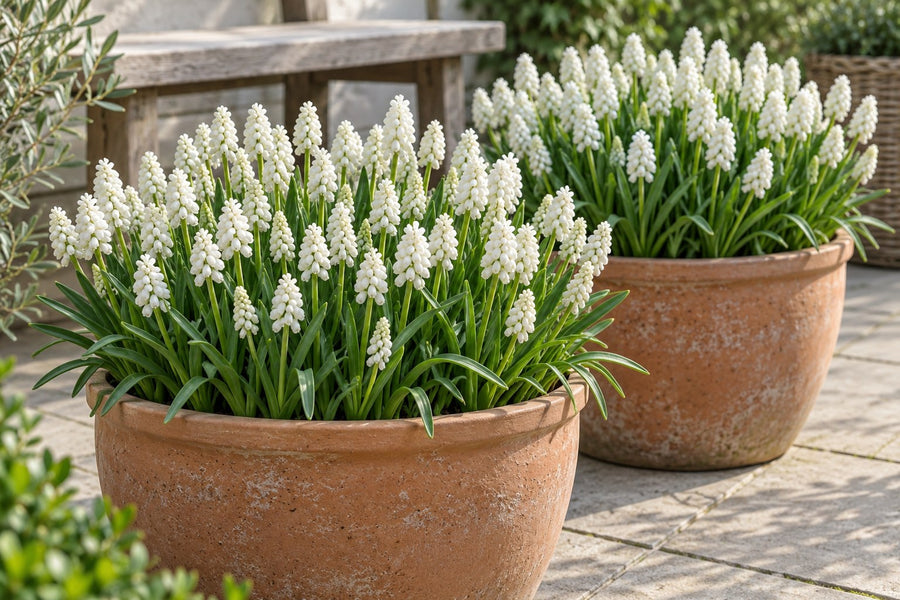 Druifhyacintbollen White Magic (Muscari)