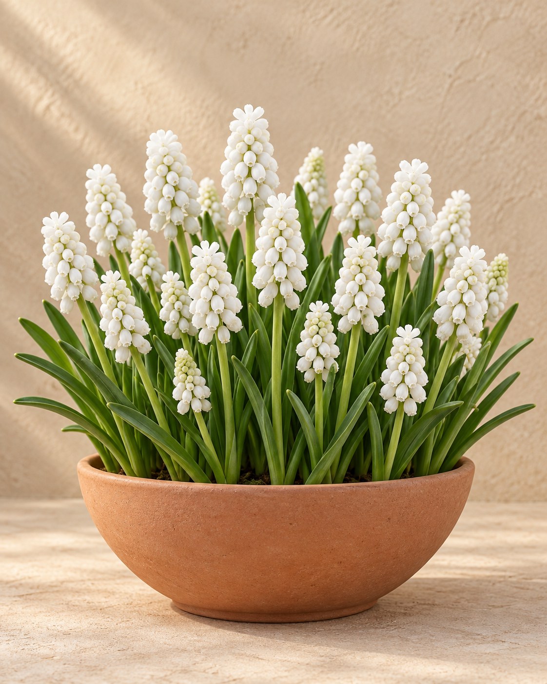 Druifhyacint White Magic in bloei in een vaas