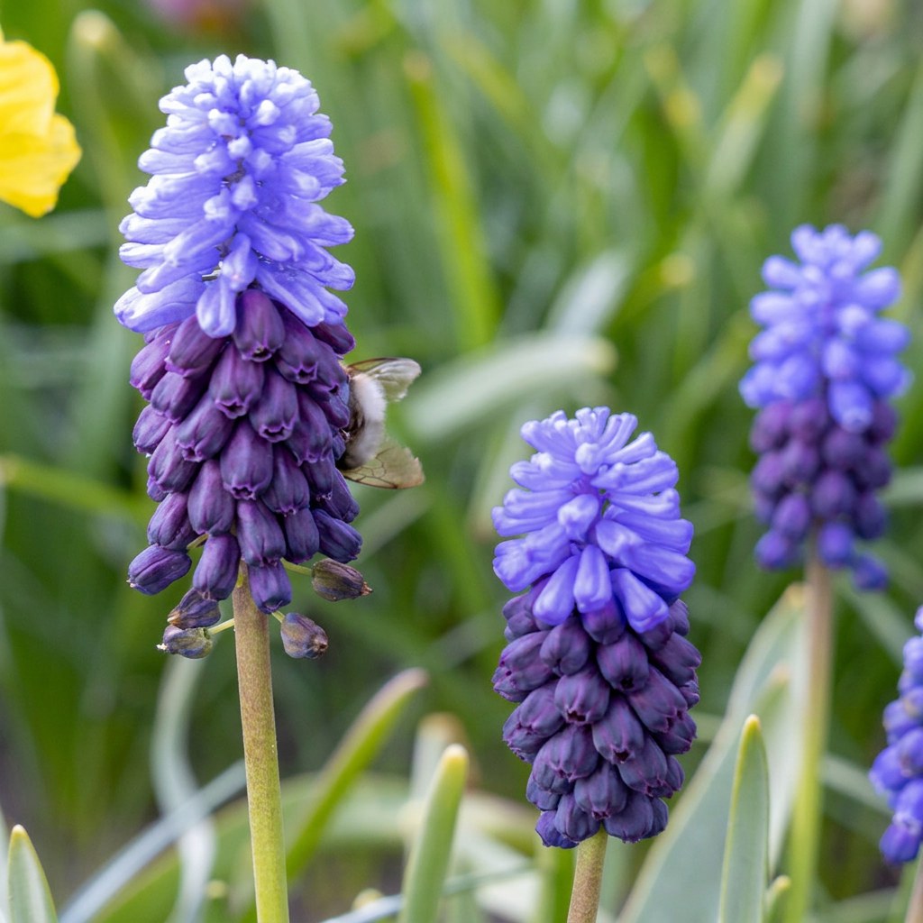 Grape Hyacinth Bulbs Latifolium in flower