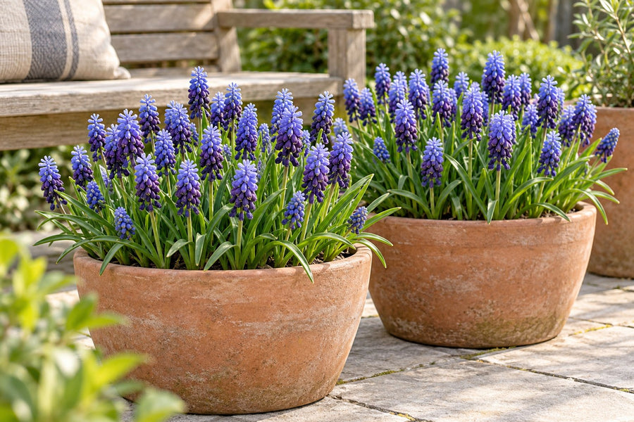 Cebulki szafirka Latifolium (Muscari latifolium)