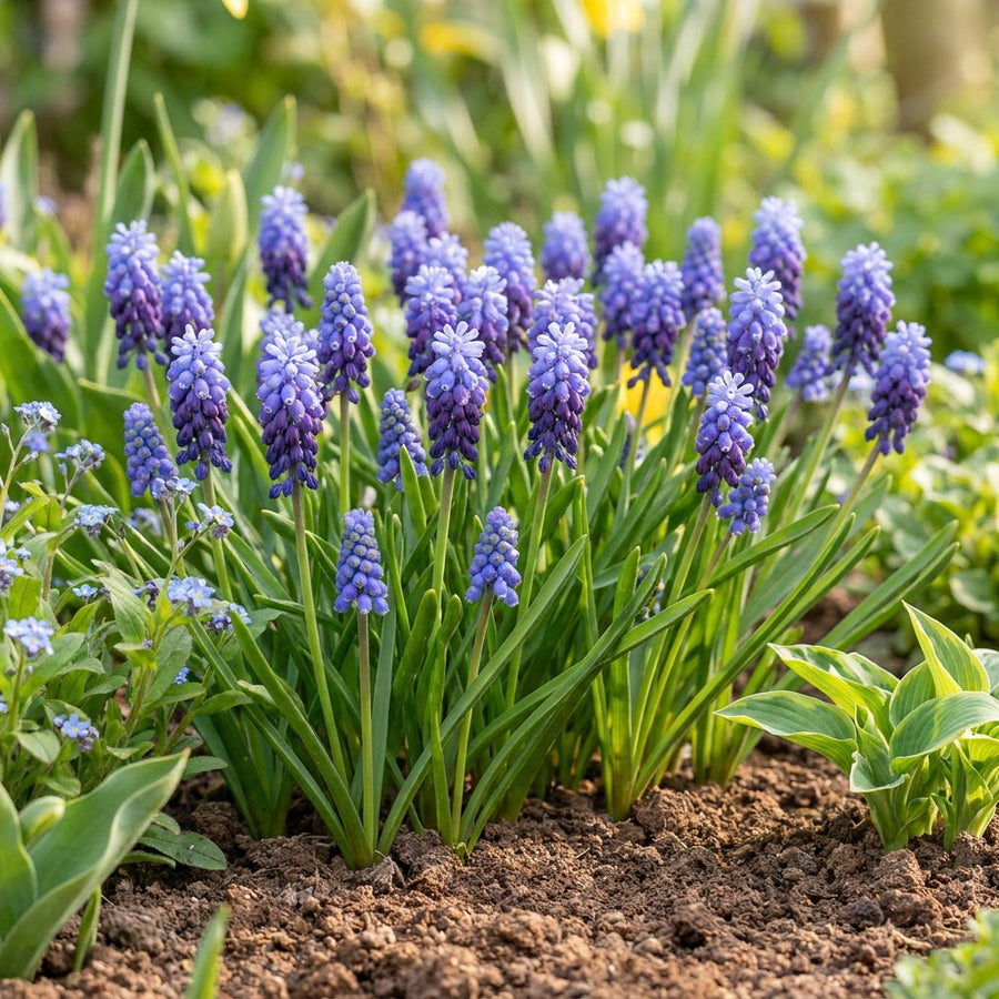 Grape Hyacinth Bulbs Latifolium (Muscari latifolium)