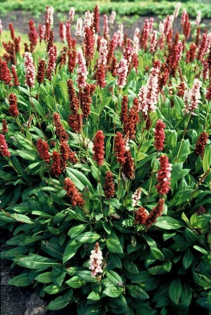 Duizendknoop 'Darjeeling Red' in de tuin