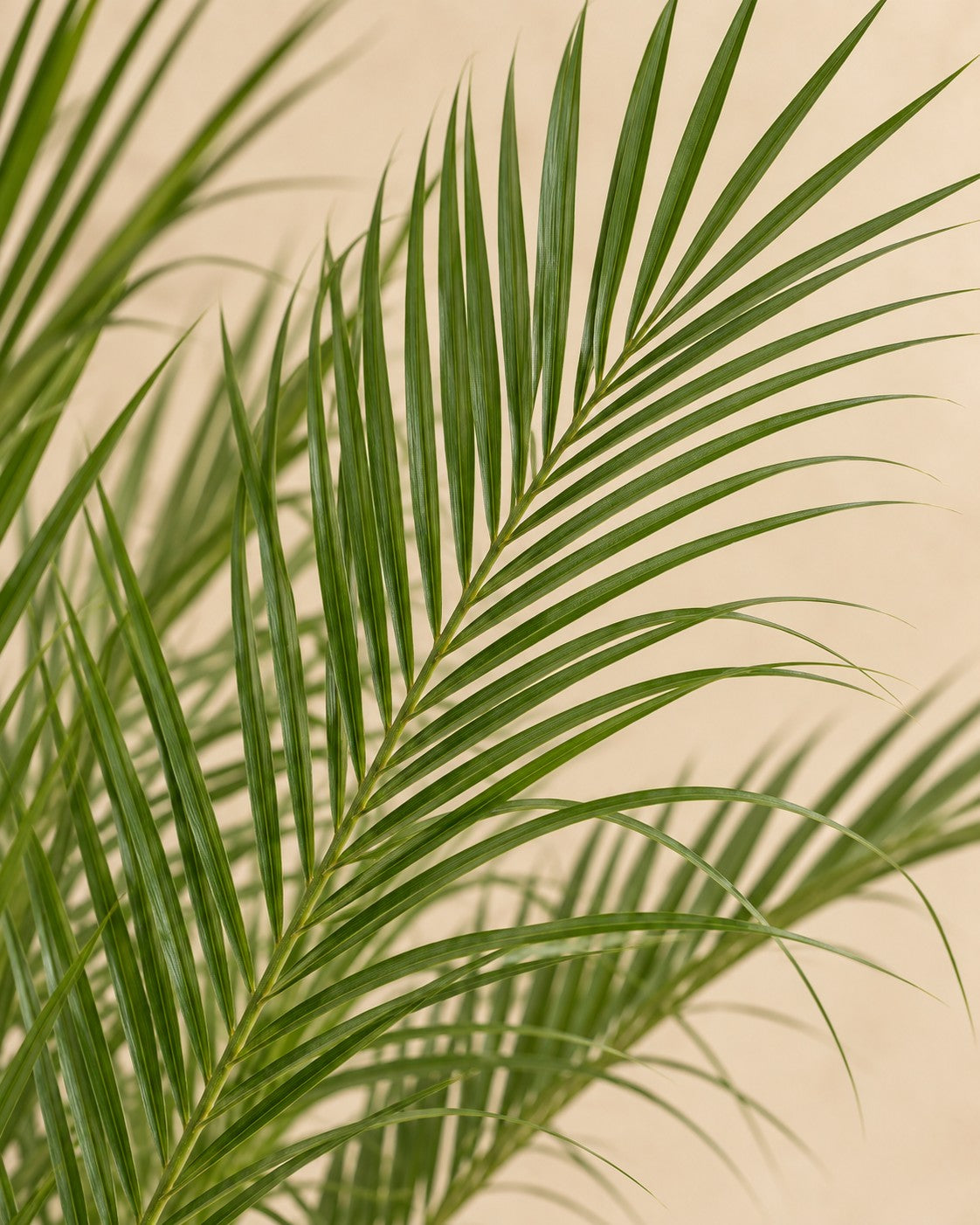 Primer plano de las hojas de Palmera datilera enana (Phoenix roebelenii)
