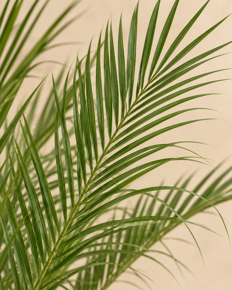 Pygmy Date Palm (Phoenix roebelenii) 100 cm tall, pot ø21 cm