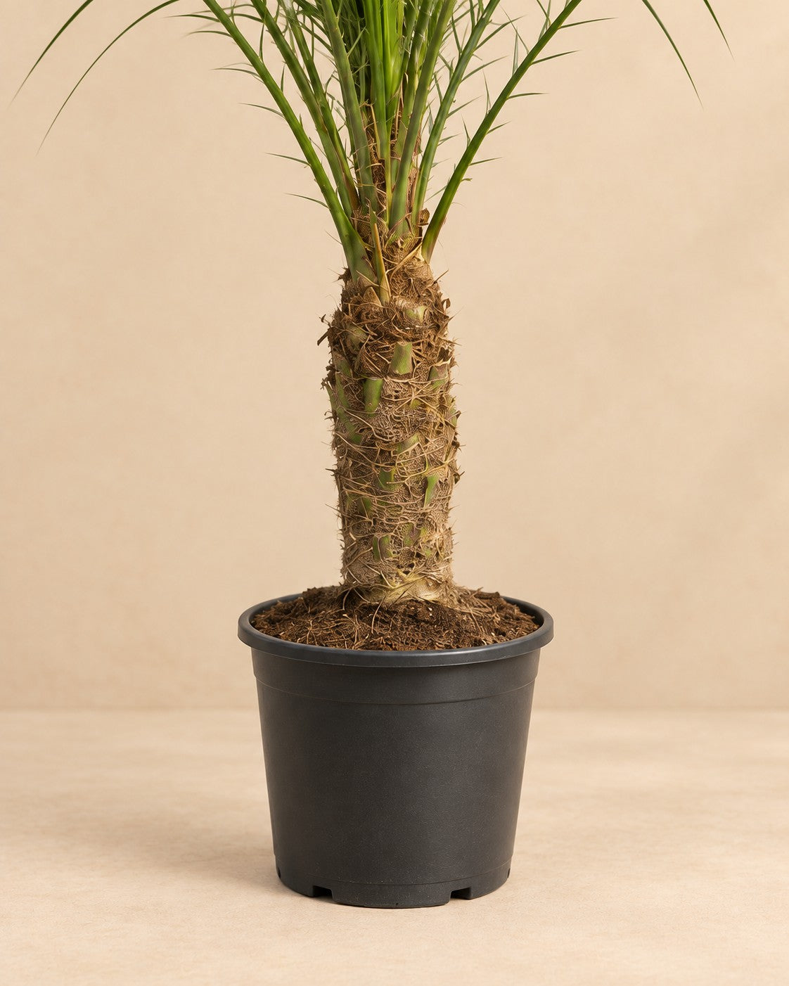 Lower part of the Pygmy Date Palm (Phoenix roebelenii) with its nursery pot