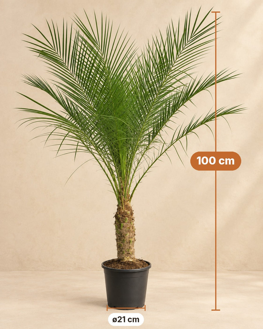 Pygmy Date Palm (Phoenix roebelenii) 100 cm tall, pot ø21 cm