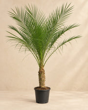 Pygmy Date Palm (Phoenix roebelenii), 100 cm tall in a 21 cm nursery pot