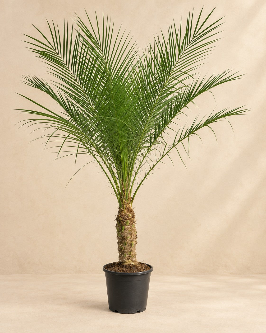 Pygmy Date Palm (Phoenix roebelenii), 100 cm tall in a 21 cm nursery pot