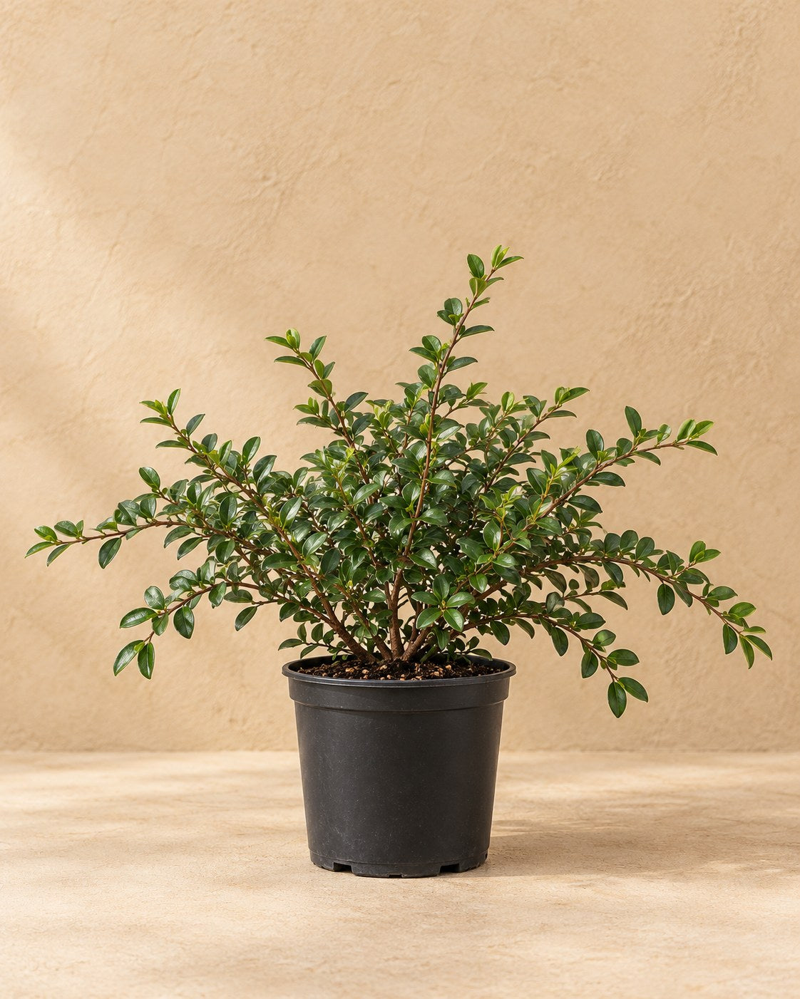 Irga 'Coral Beauty' w doniczce uprawowej