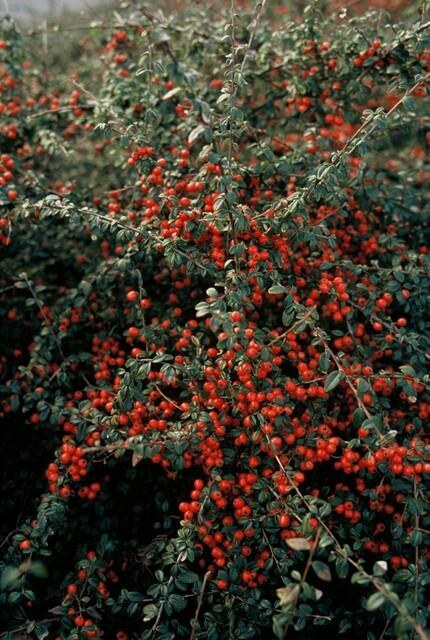 Dwergmispel 'Coral Beauty' in de tuin