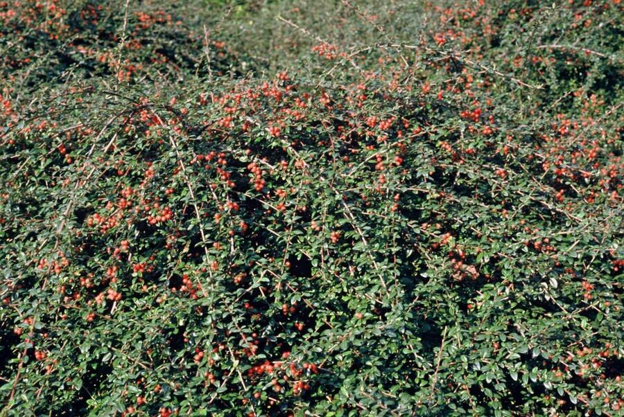 Dwergmispel 'Coral Beauty' in de tuin