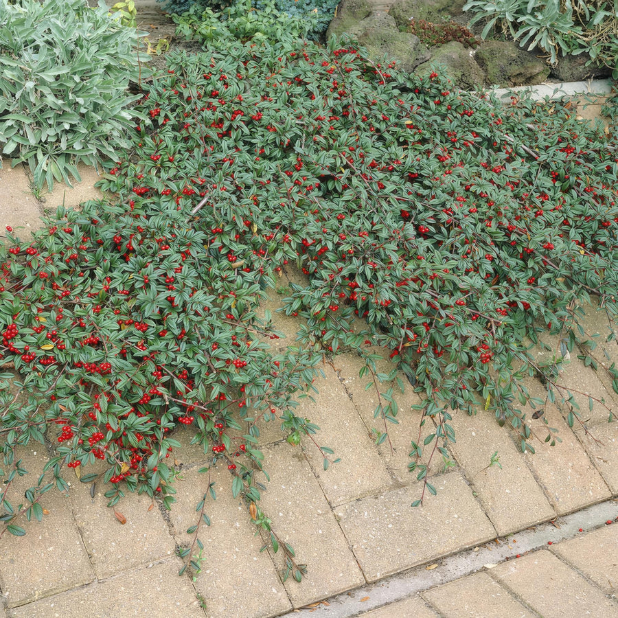 Bearberry cotoneaster 'Major' (Cotoneaster dammeri)