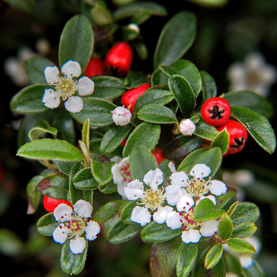 Irga Dammera (Cotoneaster dammeri)