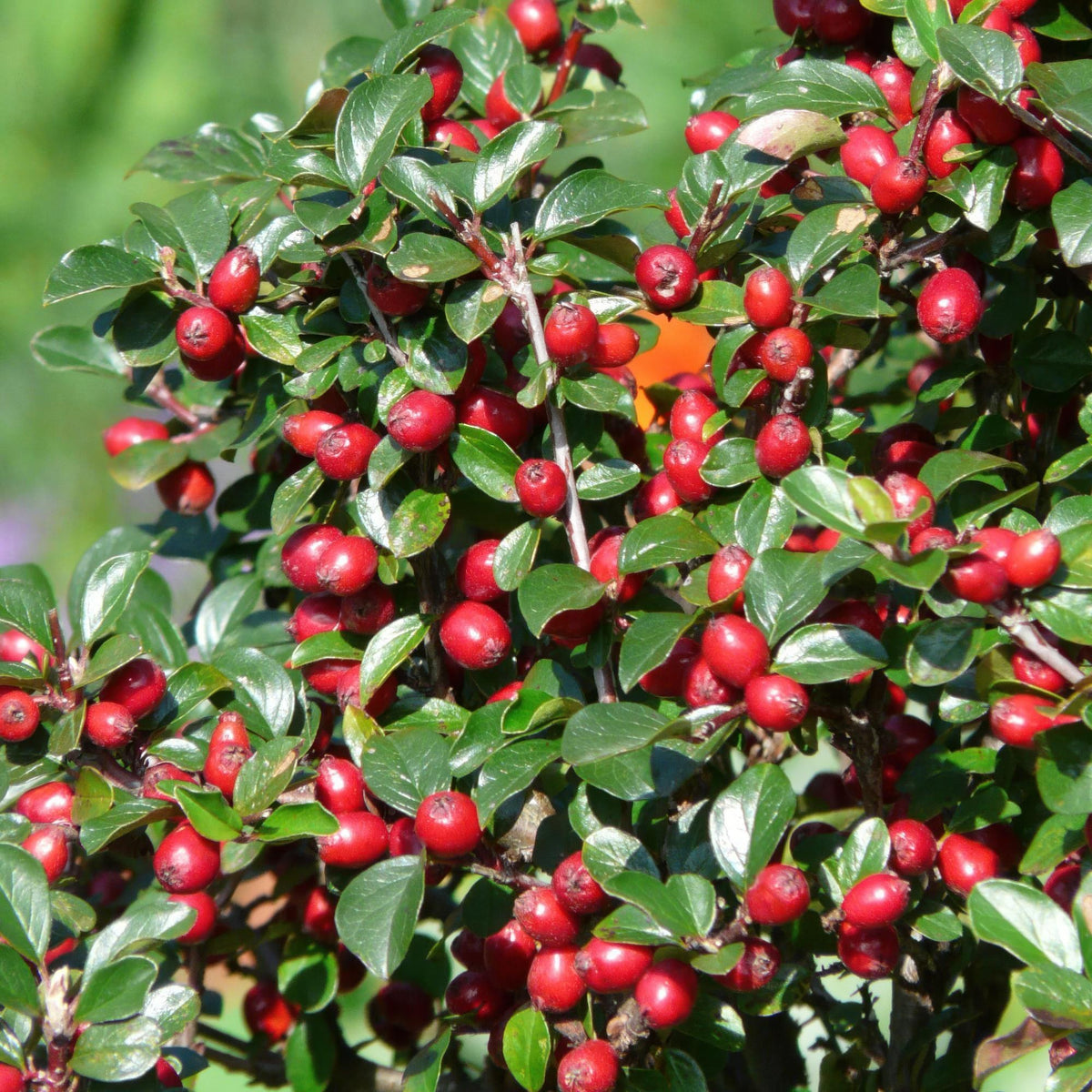 Dwergmispel in de tuin