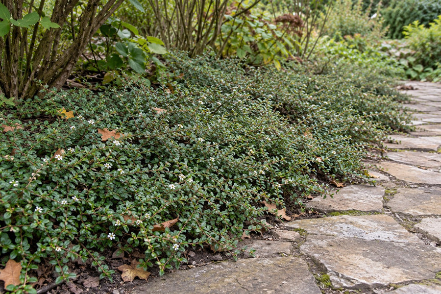 Dwergmispel 'Queen of Carpets' (Cotoneaster procumbens)