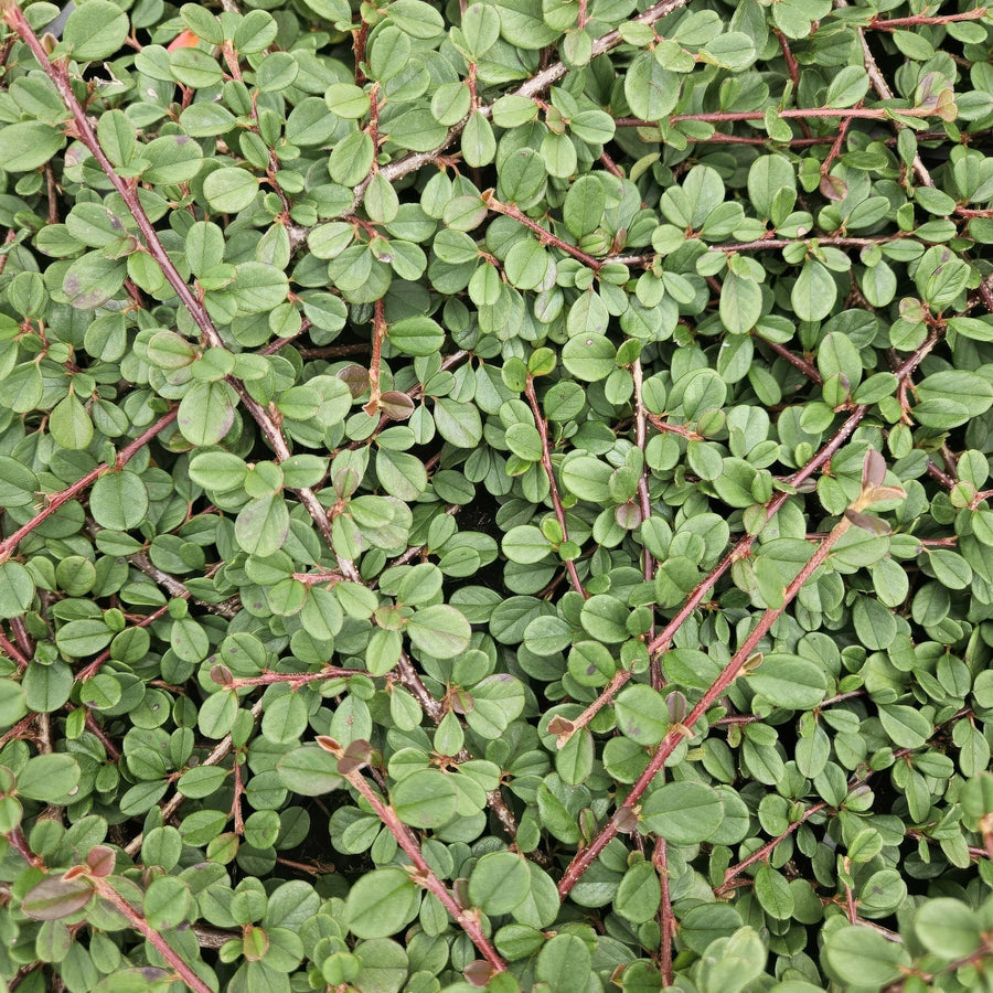 Dwergmispel 'Queen of Carpets' (Cotoneaster procumbens)