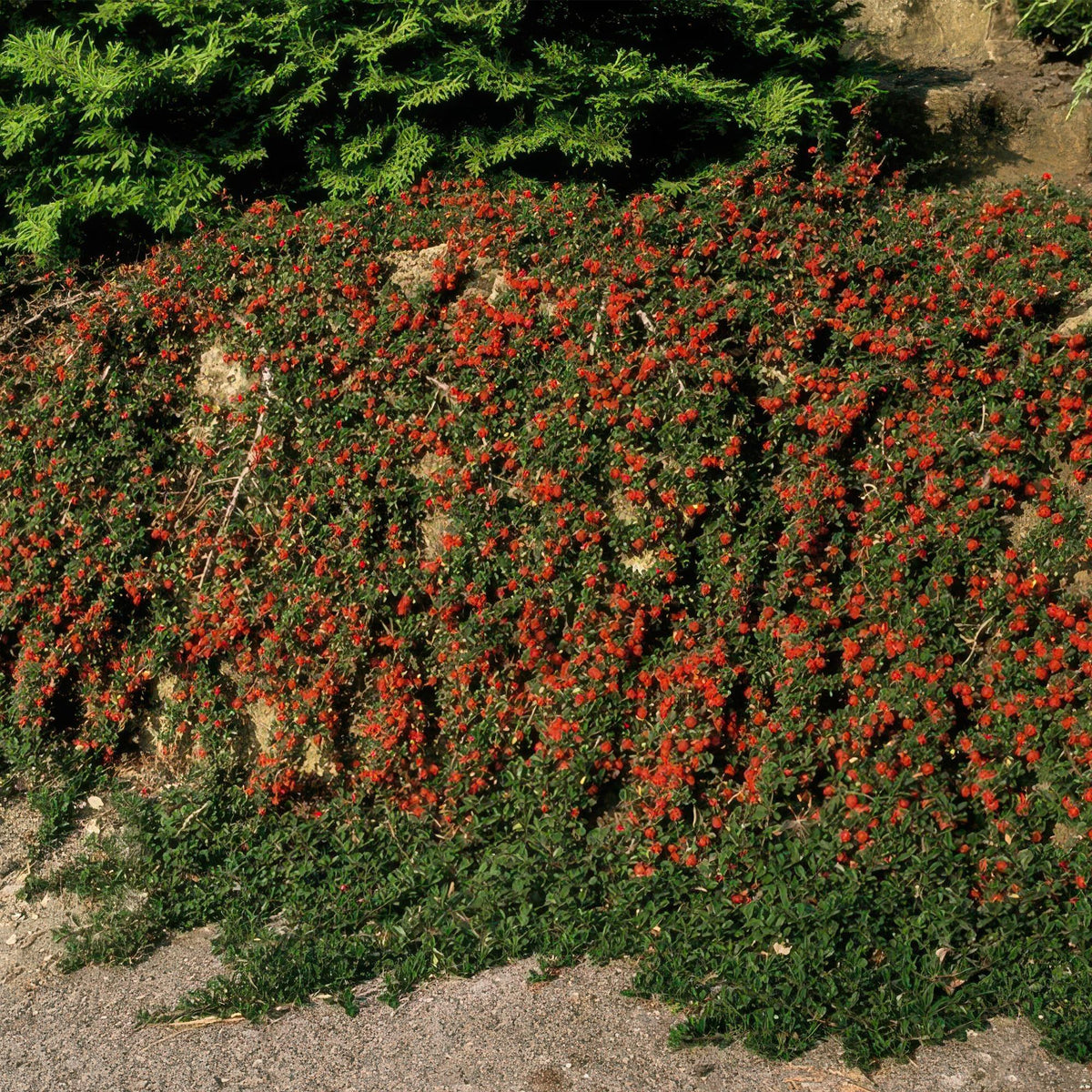 Dwergmispel 'Queen of Carpets' in de tuin