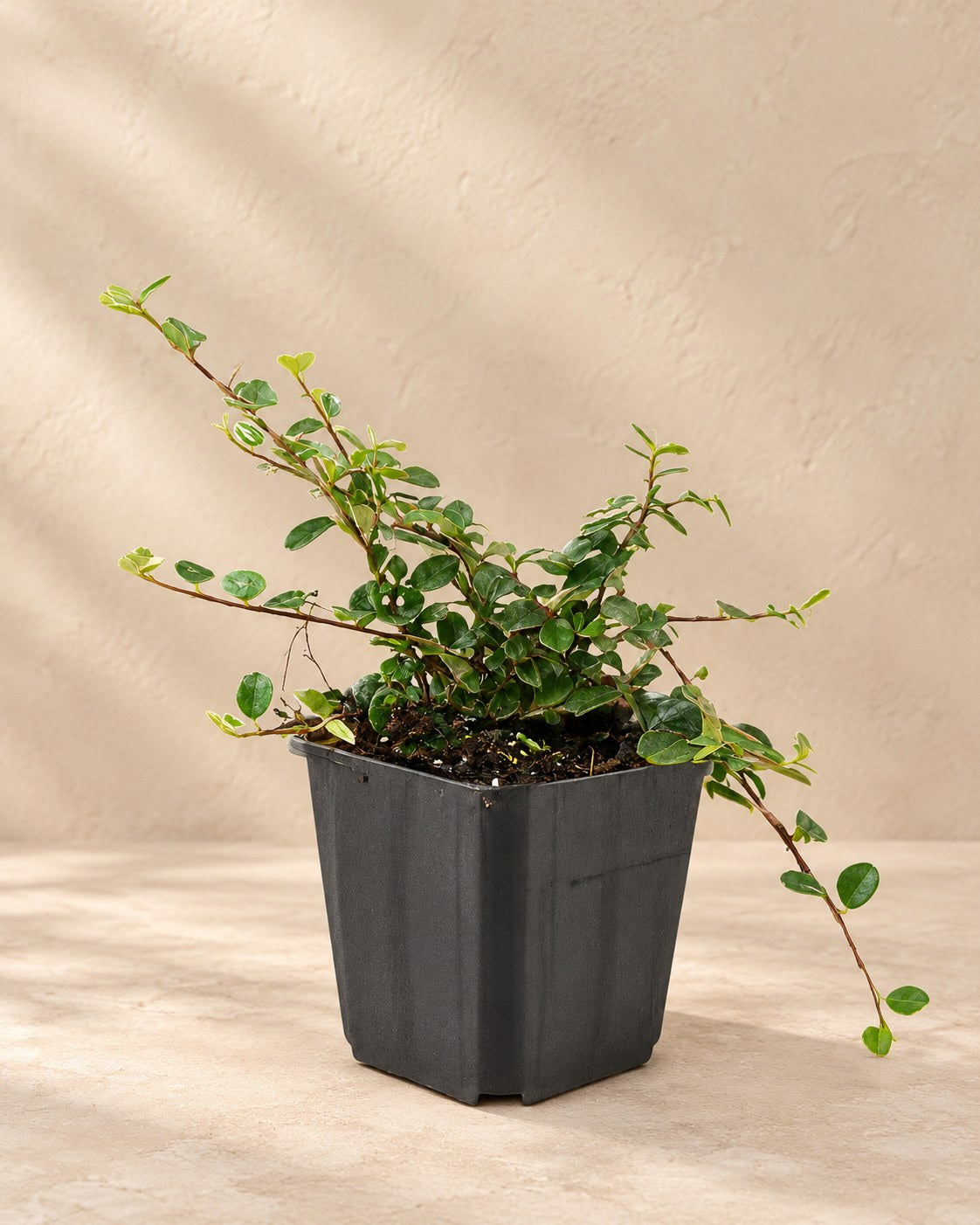 Cotoneaster 'Streib's Findling' in a nursery pot