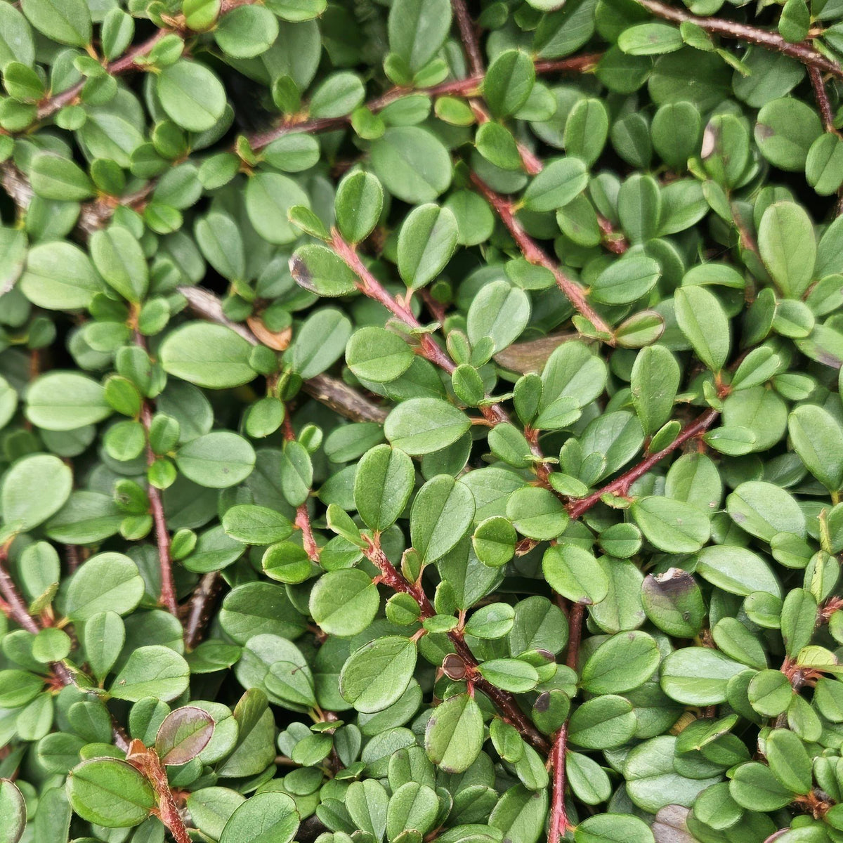 Cotoneaster 'Streib's Findling' in the garden