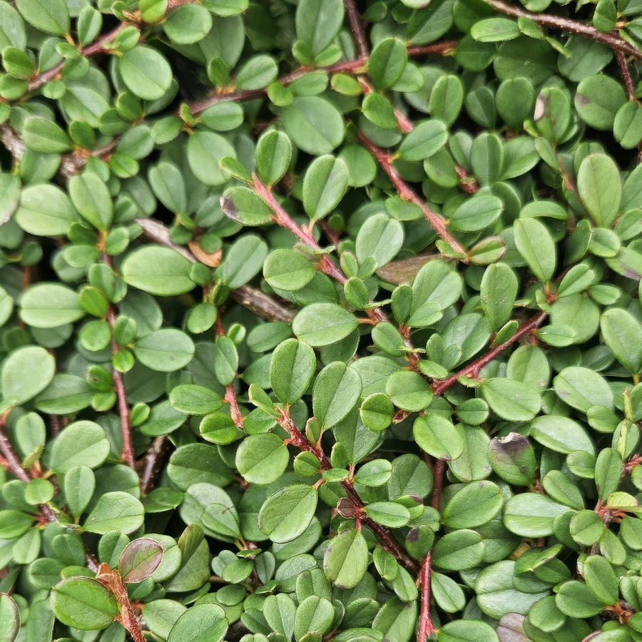 Cotoneaster 'Streib's Findling' (Cotoneaster procumbens)