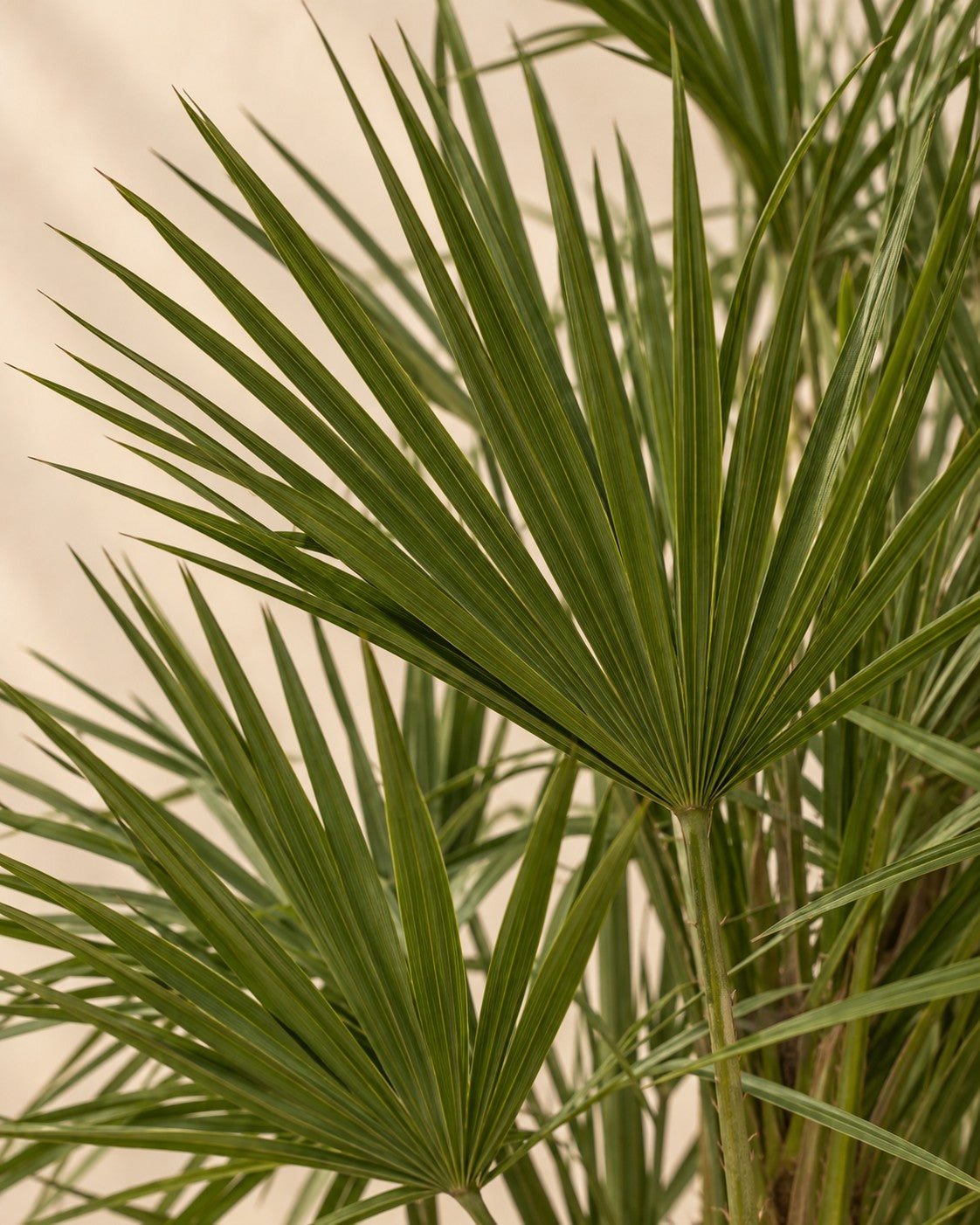 Close-up van het blad van de Dwergpalm (Chamaerops humilis)