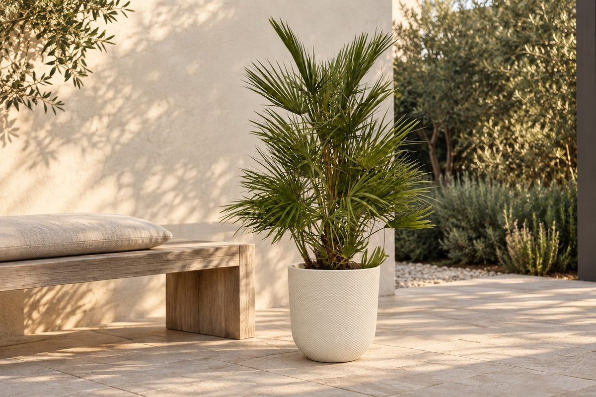 Dwergpalm van 130 cm in sierpot Elho Jazz Round wit op een terras