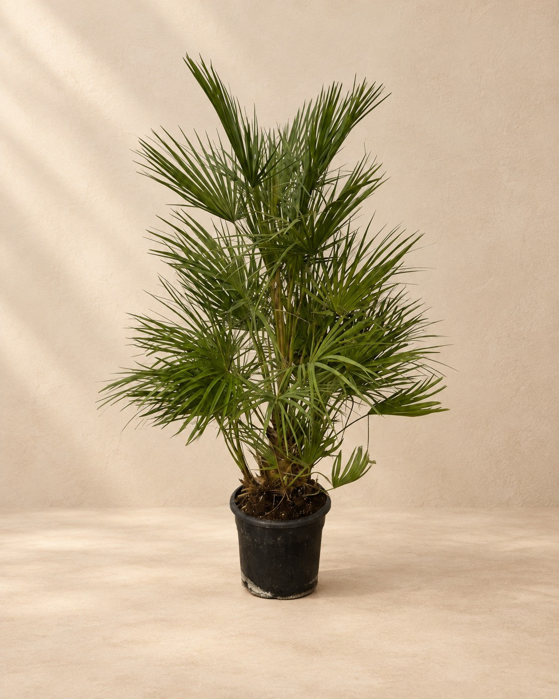 Dwergpalm (Chamaerops humilis) van 130 cm hoog in kweekpot van 24 cm