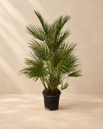 Chamaerops Humilis