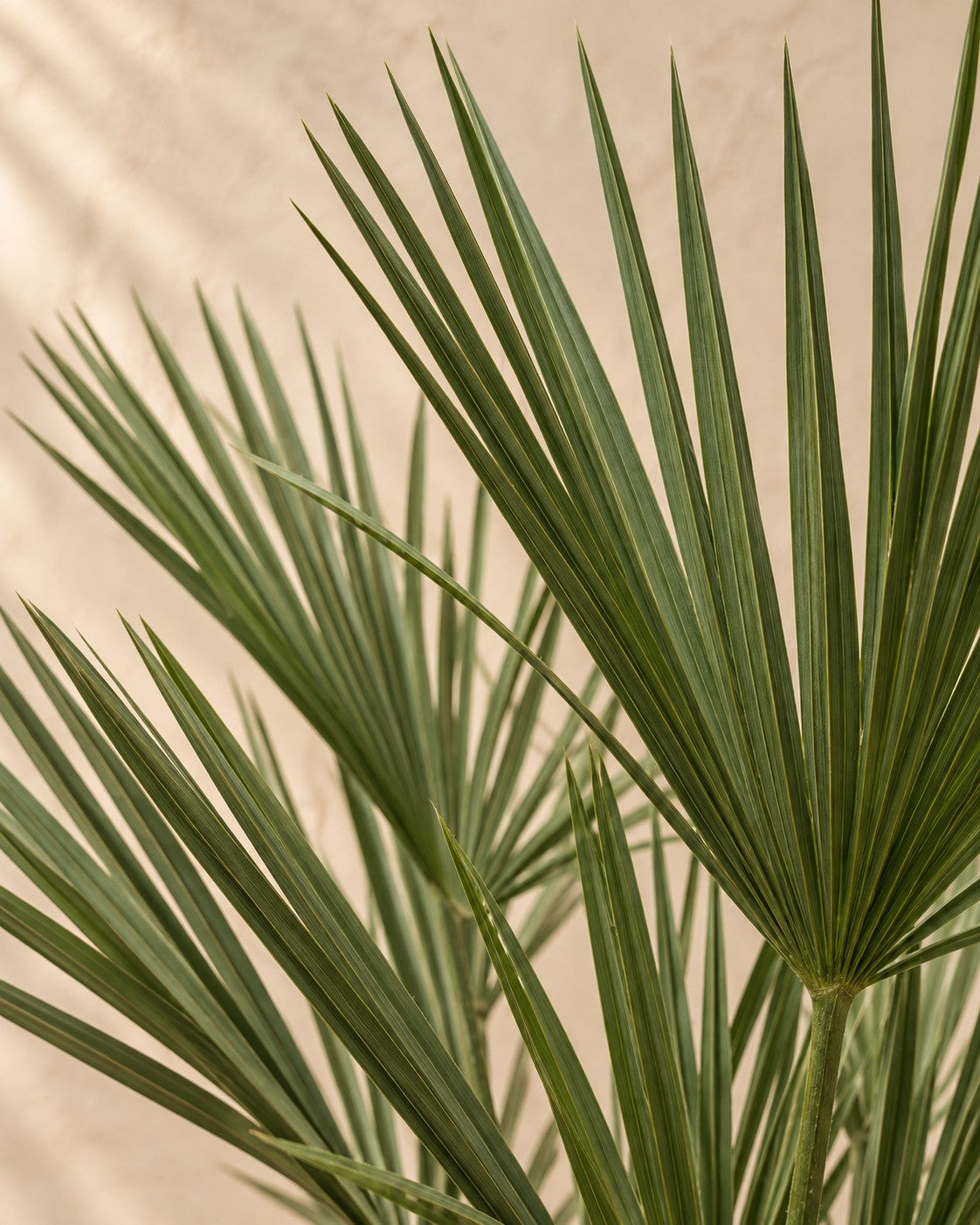 Close-up van het blad van de Dwergpalm (Chamaerops humilis)