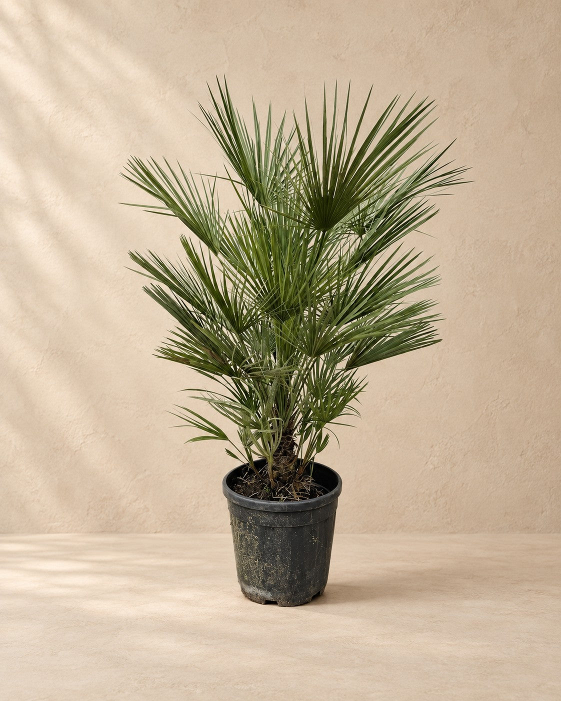Dwergpalm (Chamaerops humilis) van 150 cm hoog in kweekpot van 30 cm