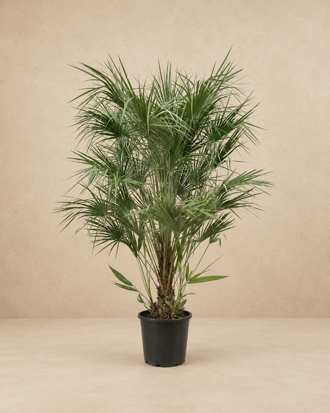 Dwergpalm (Chamaerops humilis) van 170 cm hoog in kweekpot van 30 cm