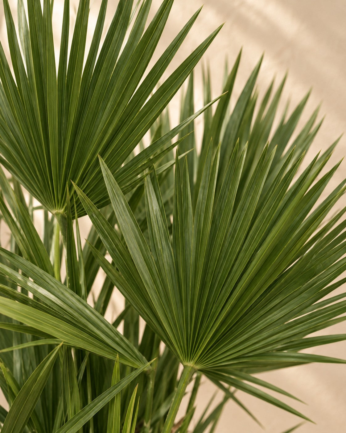 Close-up van het blad van de Dwergpalm multi stam (Chamaerops humilis)