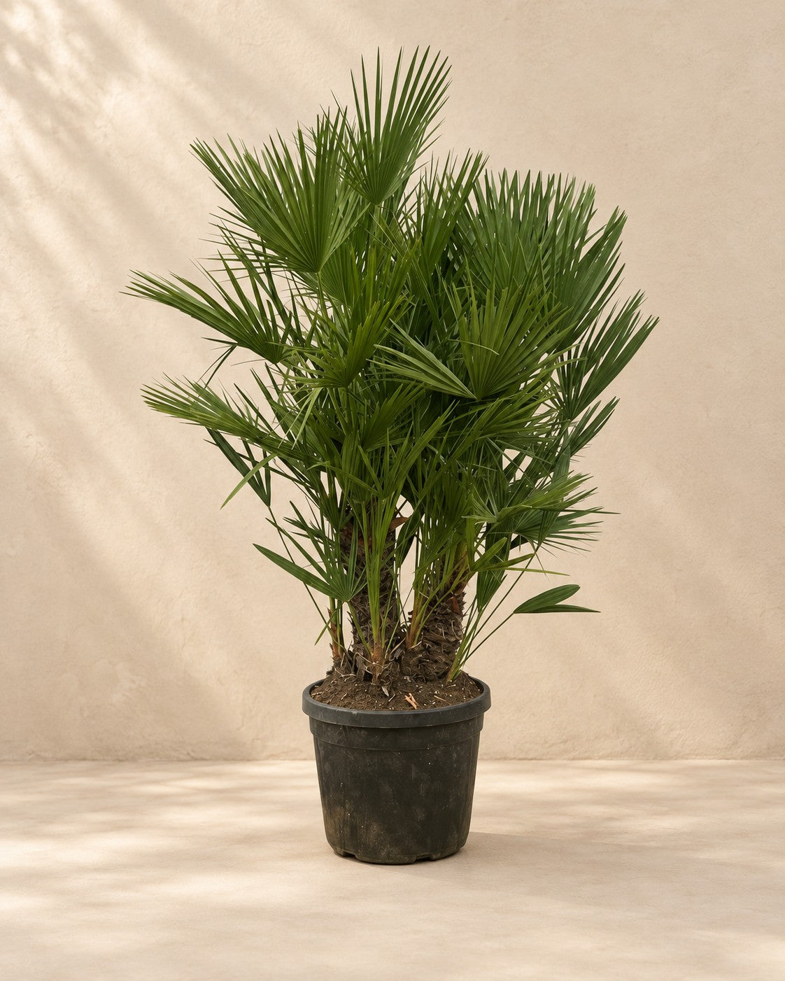 Dwergpalm multi stam (Chamaerops humilis) van 220 cm hoog in kweekpot van 50 cm