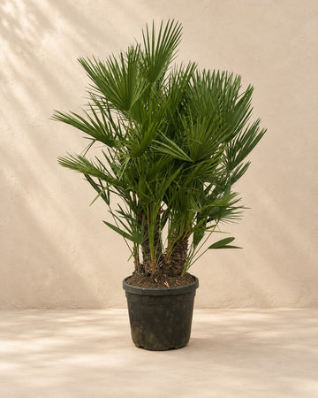 Chamaerops Humilis