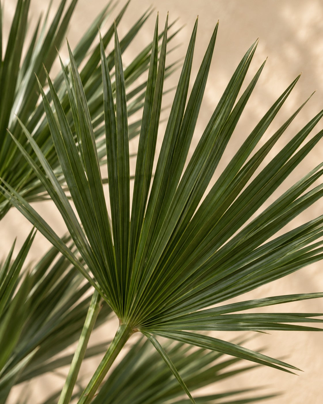 Close-up van het blad van de Dwergpalm op stam (Chamaerops humilis)