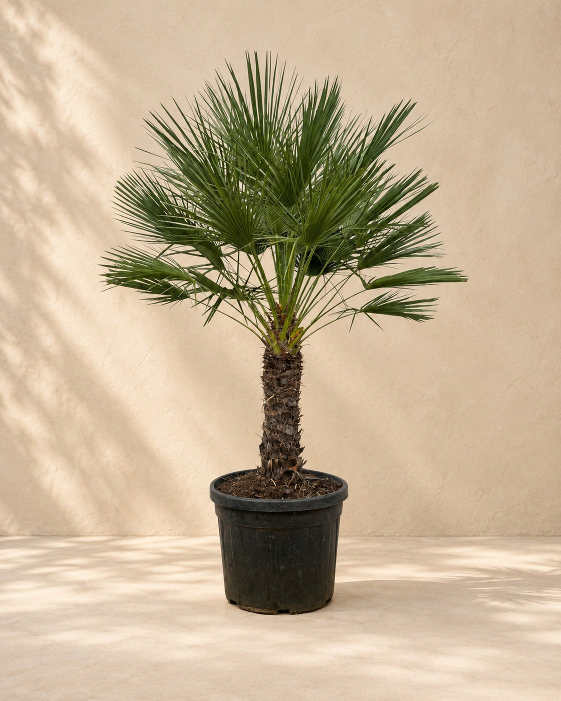Dwergpalm op stam (Chamaerops humilis) van 150 cm hoog in kweekpot van 45 cm