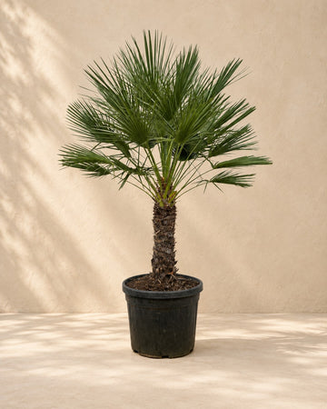 Chamaerops Humilis