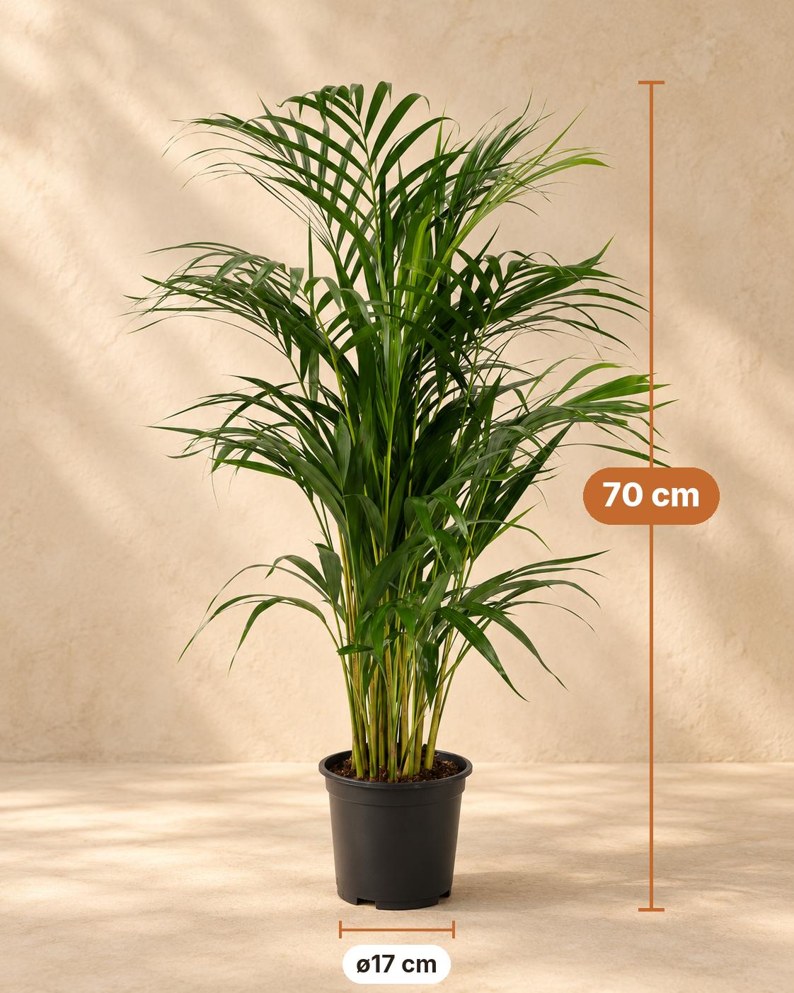 Goudpalm (Dypsis lutescens), 70 cm hoog, pot ø17 cm