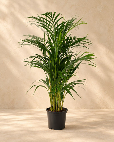 Goudpalm (Dypsis lutescens)