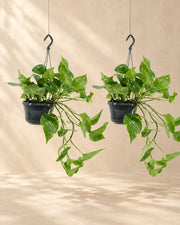 Epipremnum aureum